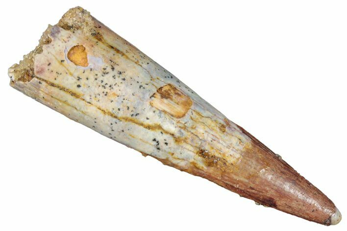 Fossil Pterosaur (Siroccopteryx) Tooth - Morocco #295139